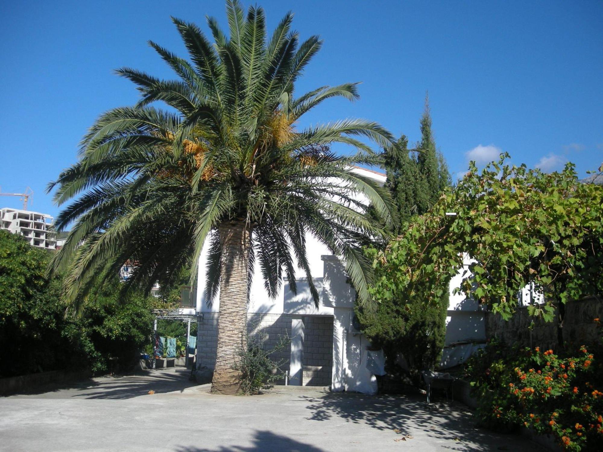 Apartments Becic Budva Exterior photo